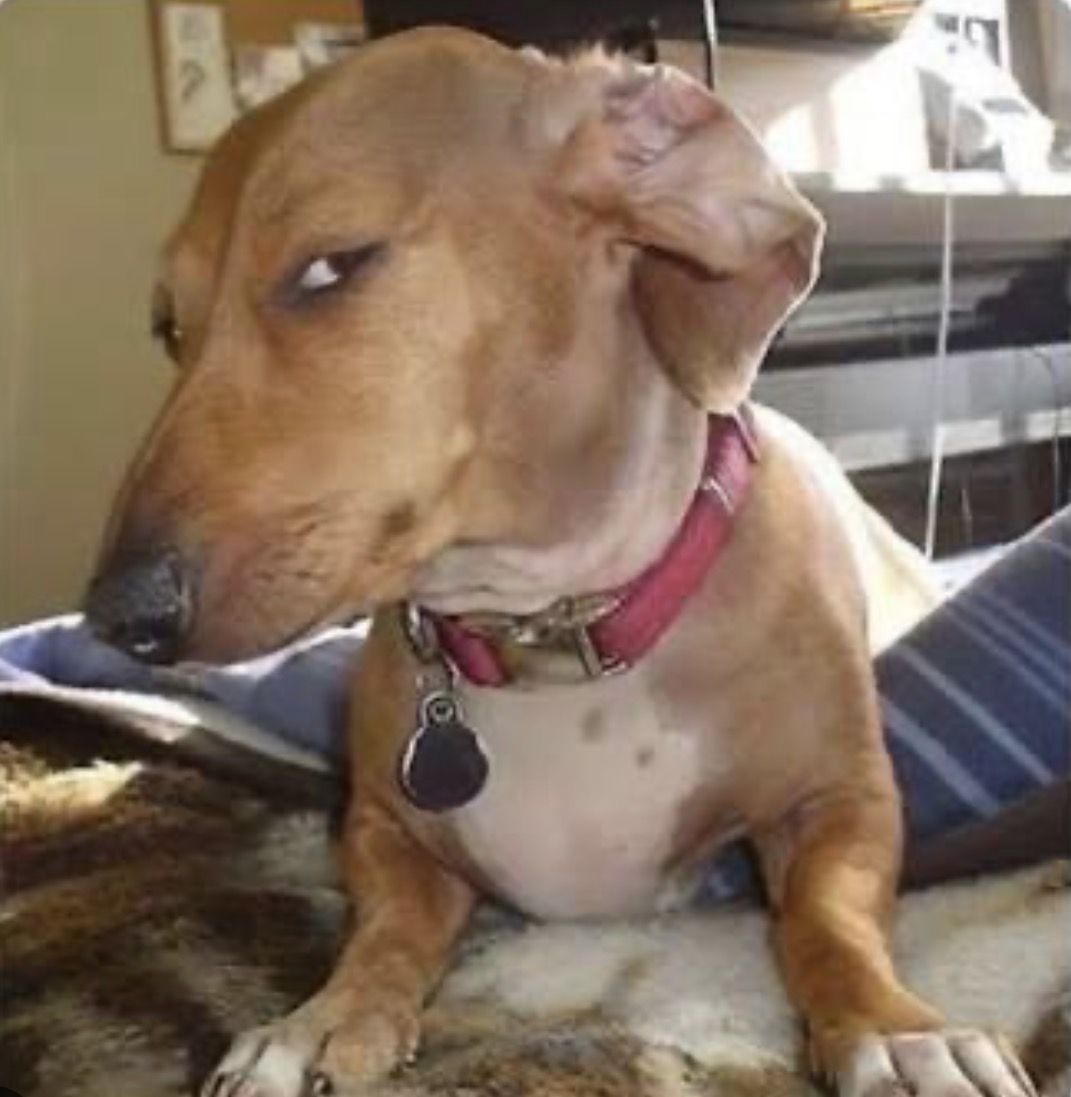 Skeptical dachshund looking toward headline, integrated seamlessly into advocacy message