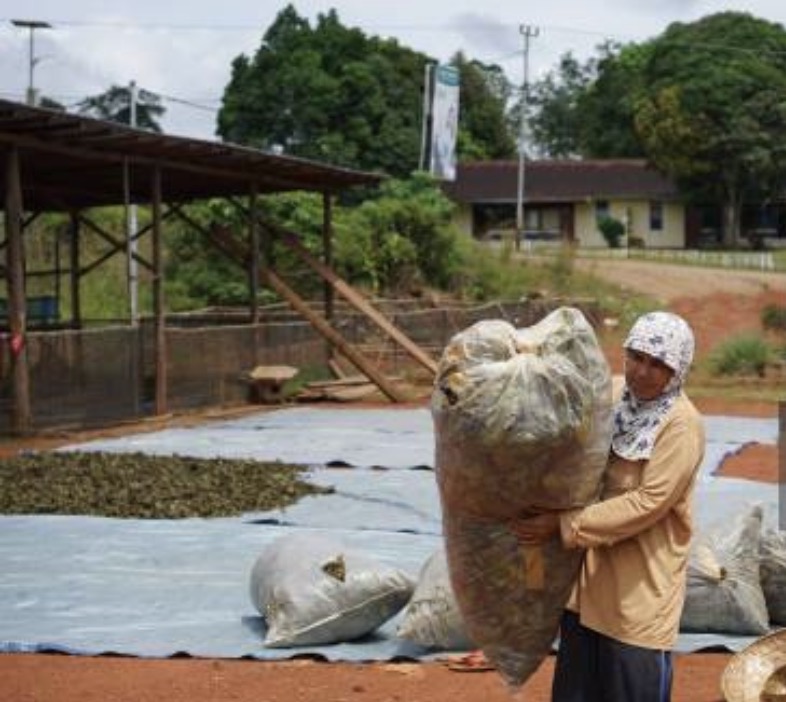Kratom leaf production